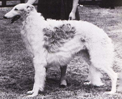 1967 Stud Dog Class - 2nd