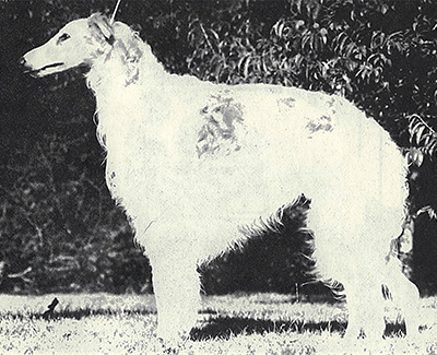 1968 Dog, Amerian Bred - 2nd