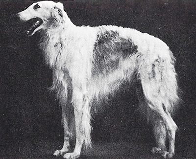 1968 Dog, Open - 2nd