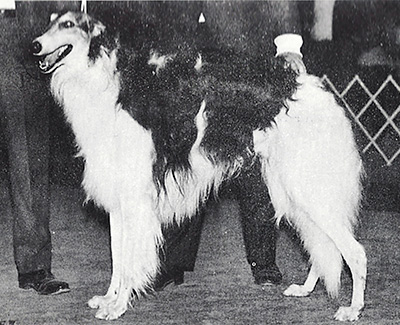 1968 Stud Dog Class - 1st