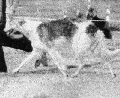 1969 Bitch, Bred by Exhibitor - 4th