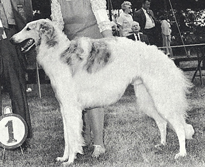1969 Reserve Winners Dog