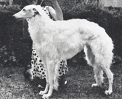 1969 Dog, Bred by Exhibitor - 2nd