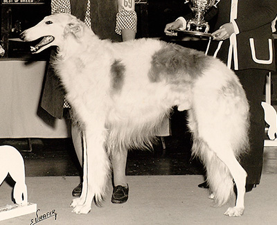 1969 Stud Dog Class - 1st