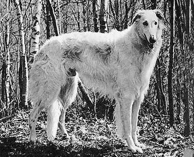 1970 Dog, 6 months and under 9 - 3rd
