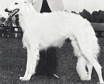 1970 Dog, 9 months and under 12 - 2nd
