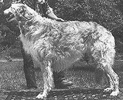 1970 Dog, Amerian Bred - 4th