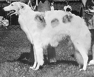 1970 Dog, Bred by Exhibitor - 1st