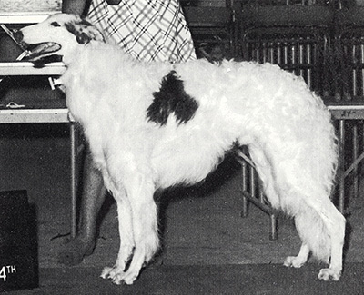 1970 Dog, Bred by Exhibitor - 2nd