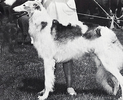 1970 Dog, Bred by Exhibitor - 4th