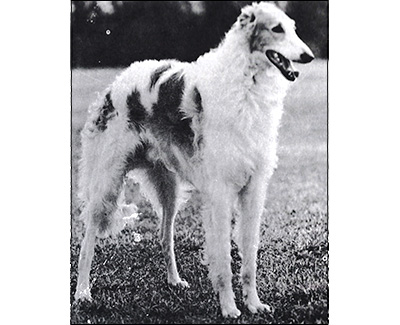 1971 Reserve Winners Dog