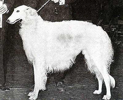 1970 Reserve Winners Dog