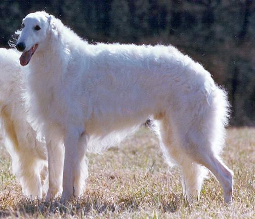 1971 Stud Dog Class - 4th