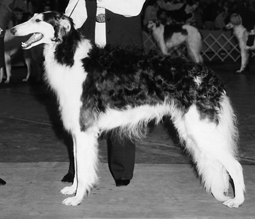 1971 Best of Opposite Sex To Best Senior Puppy in Sweepstakes