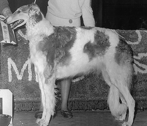 1971 Dog, Veteran 7 years and under 10 - 1st