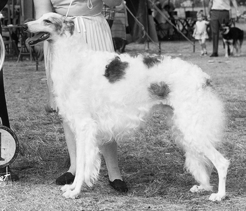 1971 Dog, Veteran 7 years and under 10 - 2nd