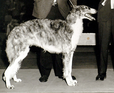 1972 Dog, 9 months and under 12 - 1st