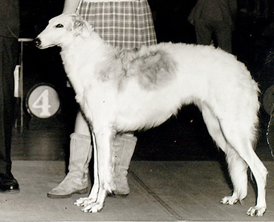 1972 Best Senior Puppy in Sweepstakes