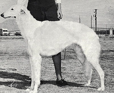 1973 Bitch, Amerian Bred - 2nd