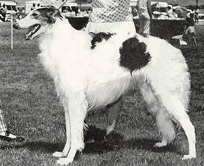 1973 Dog, 9 months and under 12 - 4th