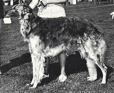 1973 Dog, Amerian Bred - 4th