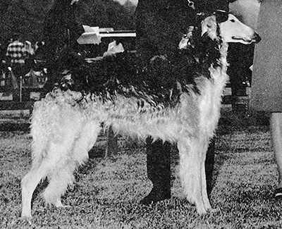 1973 East Dog, Bred by Exhibitor - 1st