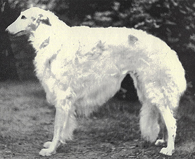 1973 East Dog, Veteran 7 years and under 10 - 1st