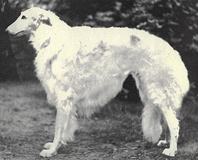 1973 Dog, Veteran 7 years and under 10 - 1st