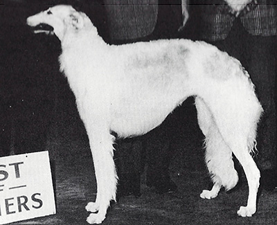 1973 Dog, Veteran 7 years and under 10 - 3rd
