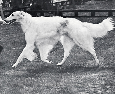 1973 Reserve Winners Dog