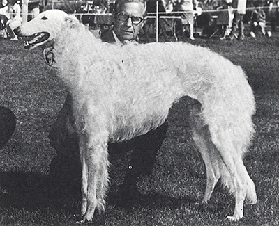 1973 Stud Dog Class - 1st