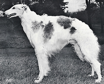 1973 Stud Dog Class - 3rd