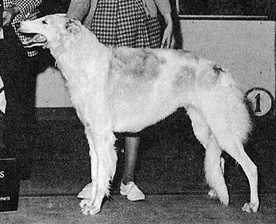 1973 East Bitch, Bred by Exhibitor - 1st