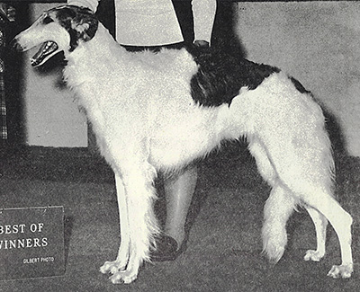 1973 East Bitch, Bred by Exhibitor - 4th