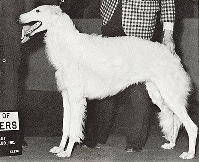 1973 East Dog, Bred by Exhibitor - 2nd