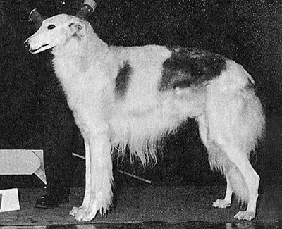 1973 East Stud Dog Class - 2nd