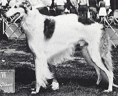 1973 East Stud Dog Class - 3rd