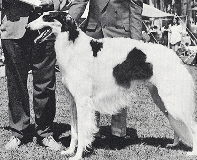 1973 Stud Dog Class - 2nd