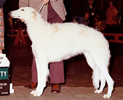1974 Bitch, Bred by Exhibitor - 1st