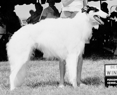 1974 Dog, Bred by Exhibitor - 1st