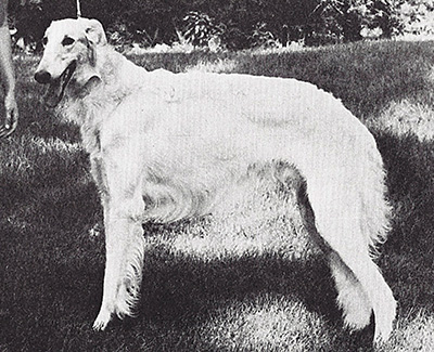 1974 Dog, Bred by Exhibitor - 3rd