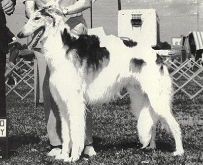 1974 Dog, Novice - 1st