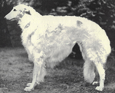 1974 Dog, Veteran 7 years and under 10 - 2nd