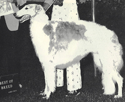 1974 Futurity Dog, 15 months and under 18 - 1st