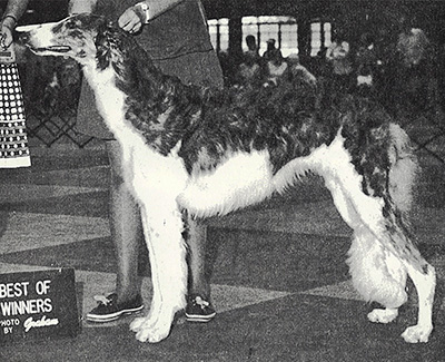 1974 Bitch, Amerian Bred - 2nd