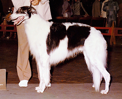 1974 Dog, Bred by Exhibitor - 1st