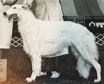 1974 Reserve Winners Dog