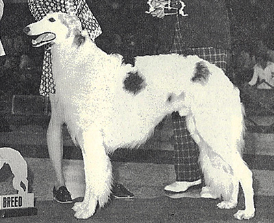 1974 Stud Dog Class - 2nd