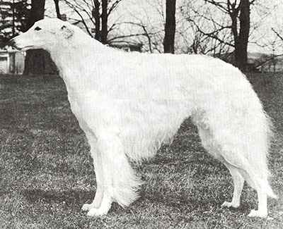 1974 Stud Dog Class - 3rd