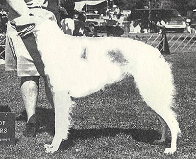 1975 Futurity Bitch, 9 months and under 12 - 2nd